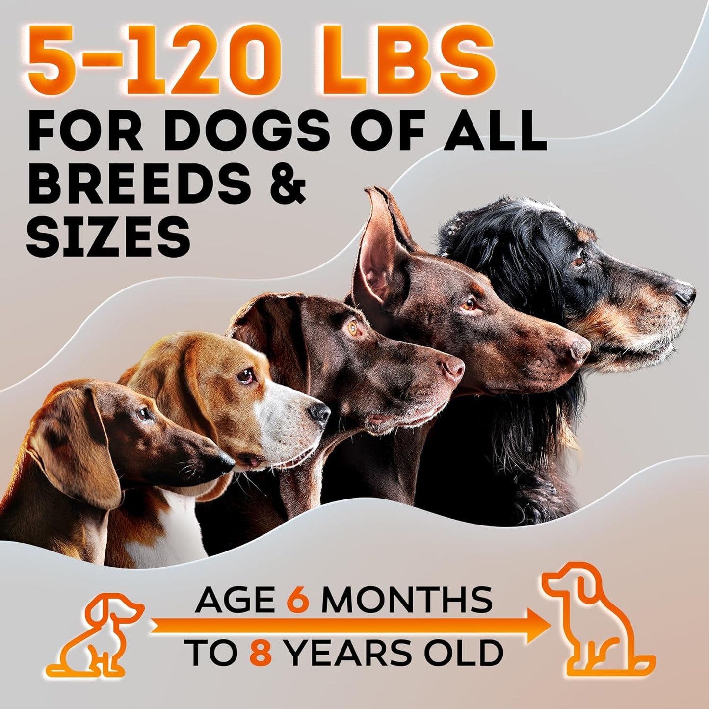 Entrenador Canino Ultra Sonico